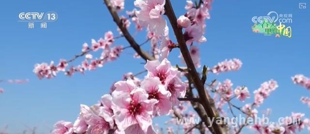 5. 枣阳桃花与宁都油菜花：农文旅融合开启乡村振兴新征程