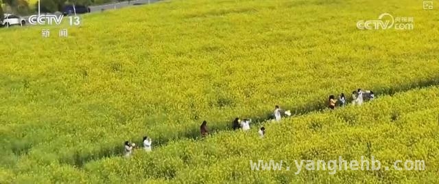 5. 枣阳桃花与宁都油菜花：农文旅融合开启乡村振兴新征程