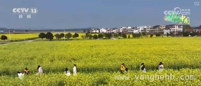 5. 枣阳桃花与宁都油菜花：农文旅融合开启乡村振兴新征程