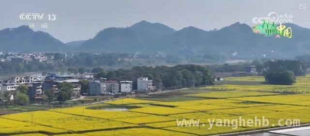 5. 枣阳桃花与宁都油菜花：农文旅融合开启乡村振兴新征程