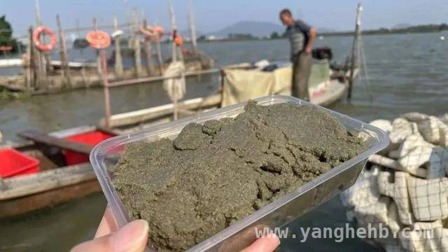 涂虾：从食物链底层到餐桌美味的逆袭，广东揭阳涂虾：消失又归来的味觉符号