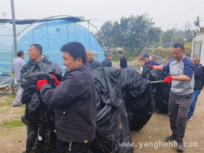 走进智慧农场，石坪村党员传递温暖与力量