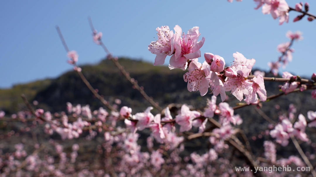 “十里桃花”绽放，江永旅游再添新活力，江永桃花谷：一场色彩斑斓的春日盛宴