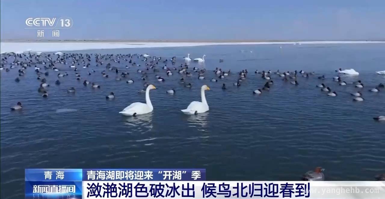 春日序曲：青海湖开湖之美惊艳登场 青海湖开湖季：冰裂鱼跃，候鸟欢歌绘春景