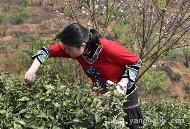 宝洪茶“春茶季”来袭，宜良茶乡产业发展再升级