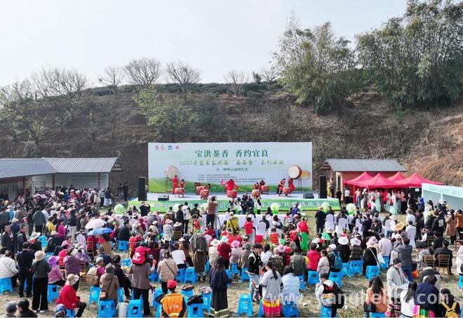宝洪茶“春茶季”来袭，宜良茶乡产业发展再升级