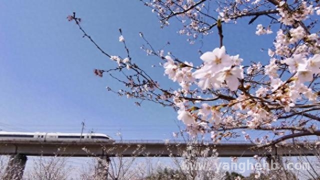 杭州余杭仁和：繁花盛会开启，高效农业铺就共富新途