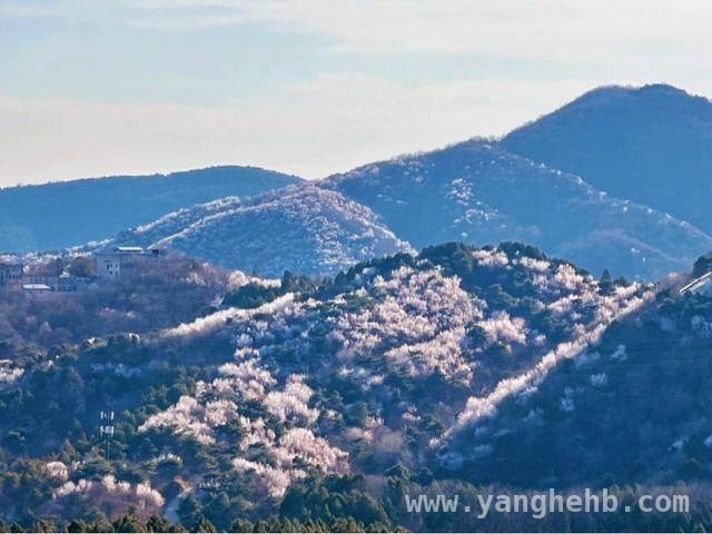 北京春日全攻略：赏花、游玩、赛事一网打尽 解锁北京春日新玩法，开启多元体验之旅