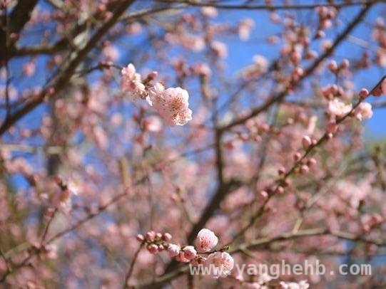 北京春日全攻略：赏花、游玩、赛事一网打尽 解锁北京春日新玩法，开启多元体验之旅