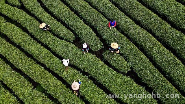 聚焦广西三江春茶生产：近500家茶企激活30万茶农增收新动能