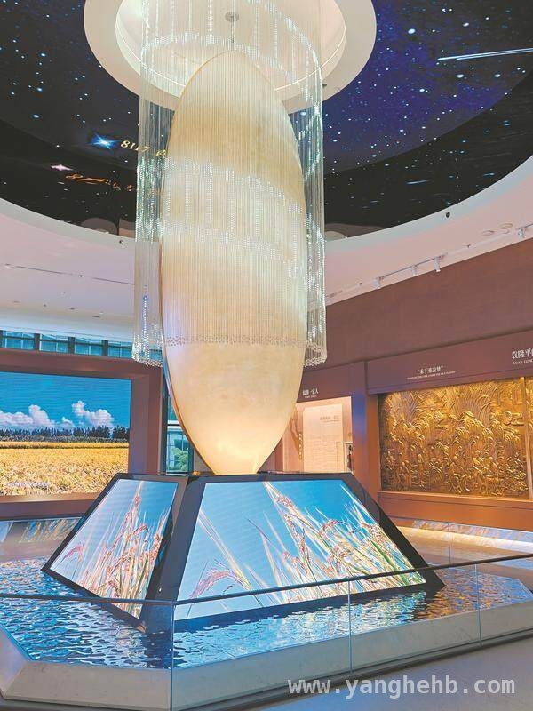 大米的真相：品质提升与口感选择，优质大米怎么选？这里有答案！