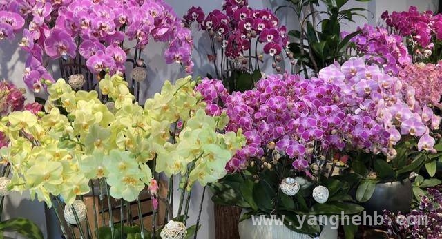 探寻成都春日花市的别样魅力