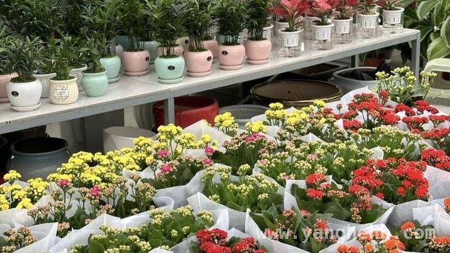 探寻成都春日花市的别样魅力