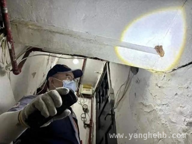 上海白蚁又现，不同阶段特点及处理方法揭秘，警惕！上海白蚁出没，正确灭蚁方法你知道吗？