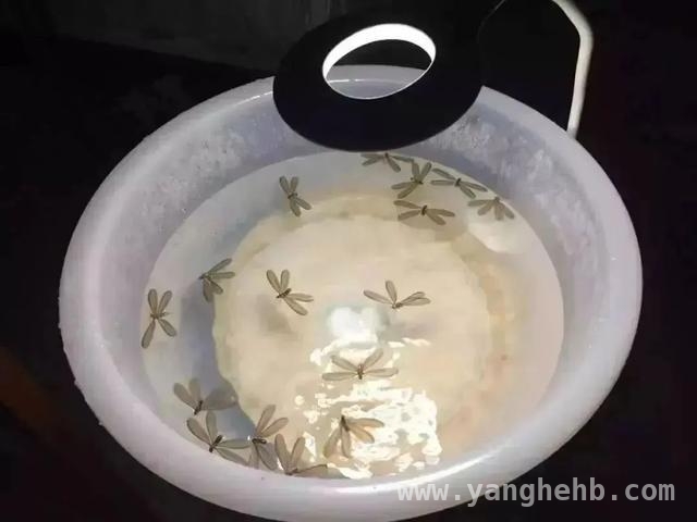 上海白蚁又现，不同阶段特点及处理方法揭秘，警惕！上海白蚁出没，正确灭蚁方法你知道吗？