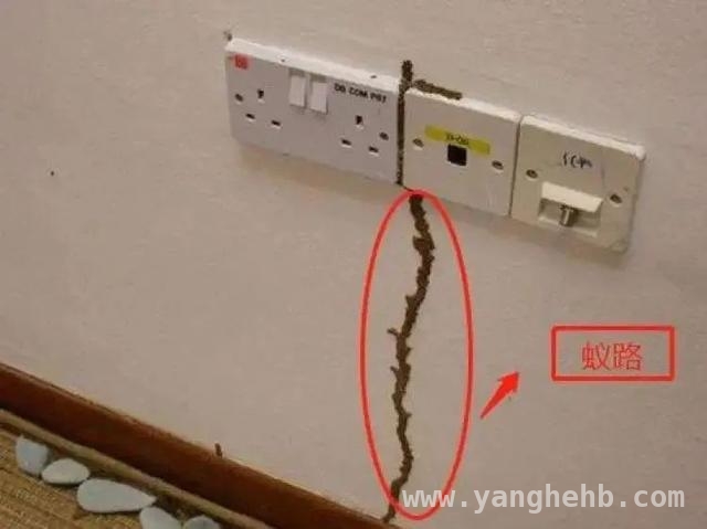 上海白蚁又现，不同阶段特点及处理方法揭秘，警惕！上海白蚁出没，正确灭蚁方法你知道吗？