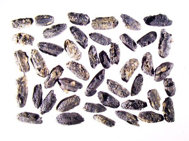 下汤遗址：穿越万年，感受新石器时代烟火 走进下汤遗址：见证中华农耕文明起源