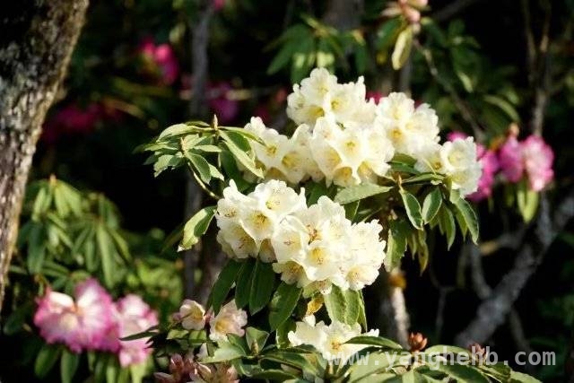 3月曲靖麒麟区东山：万亩高山杜鹃花开，旅游盛宴等您来