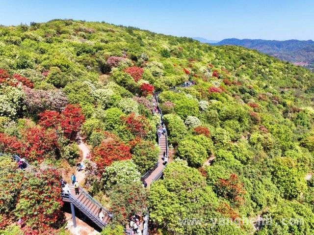 3月曲靖麒麟区东山：万亩高山杜鹃花开，旅游盛宴等您来