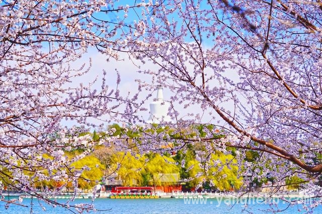 北海公园西岸：山桃花绘就绝美春日盛景