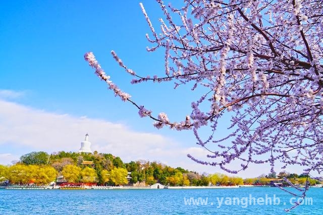 北海公园西岸：山桃花绘就绝美春日盛景
