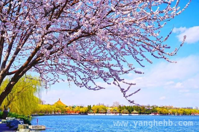 北海公园西岸：山桃花绘就绝美春日盛景