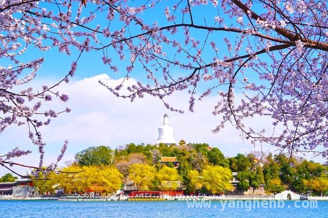 北海公园西岸：山桃花绘就绝美春日盛景