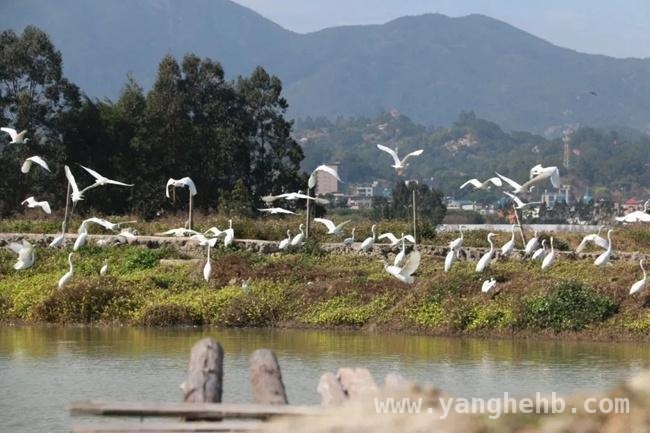 鹤上镇：城乡融合开启乡村振兴新征程 鹤上乡村：生态文旅共舞，奏响振兴强音