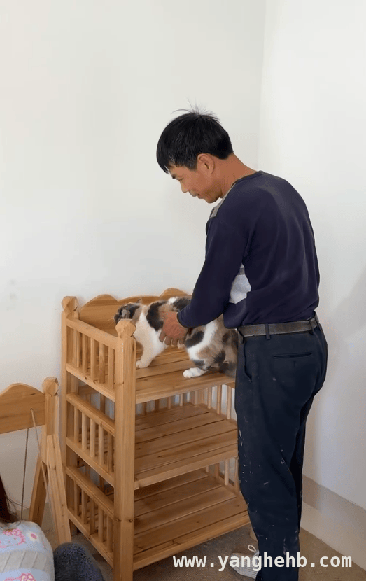 “中国好公公”上线！六天手工打造猫床，这爱太暖了