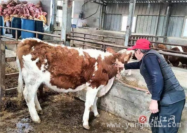 宝云街道春季动物防疫大作战：“三张网”保障畜牧养殖无忧，会泽宝云街道：以“三张网”之力，护春季畜牧养殖安全
