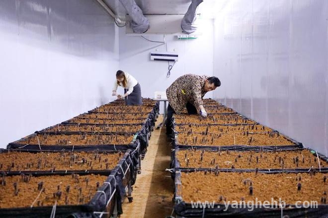 平桂区食用菌产业：从黑皮鸡枞菌看乡村经济腾飞