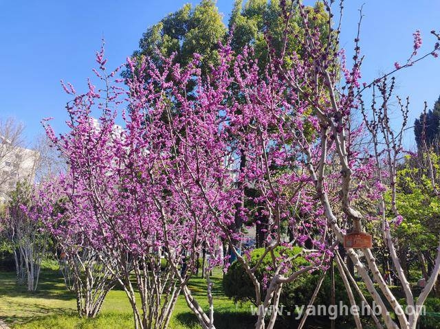走进郑州紫荆花展，感受商都历史与紫荆芬芳的交融之美 郑州第十七届紫荆花文化展3月25日开幕，邀您共赴春日盛事