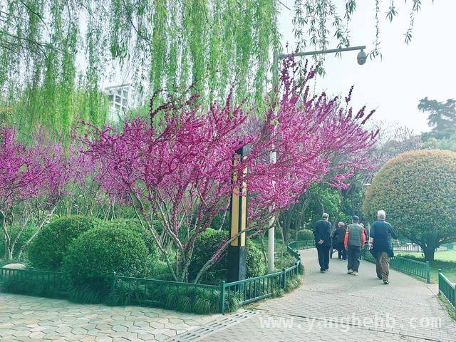 走进郑州紫荆花展，感受商都历史与紫荆芬芳的交融之美 郑州第十七届紫荆花文化展3月25日开幕，邀您共赴春日盛事