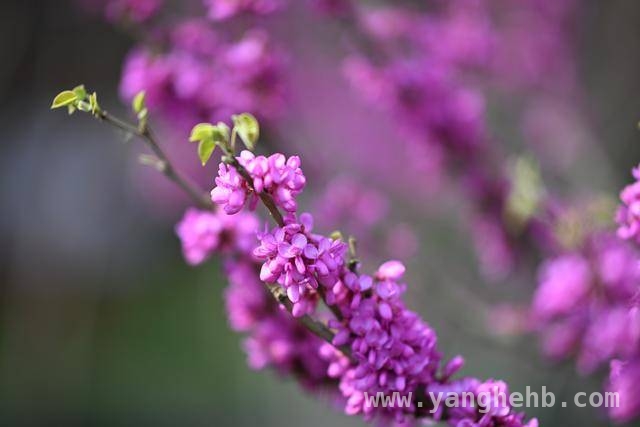 走进郑州紫荆花展，感受商都历史与紫荆芬芳的交融之美 郑州第十七届紫荆花文化展3月25日开幕，邀您共赴春日盛事