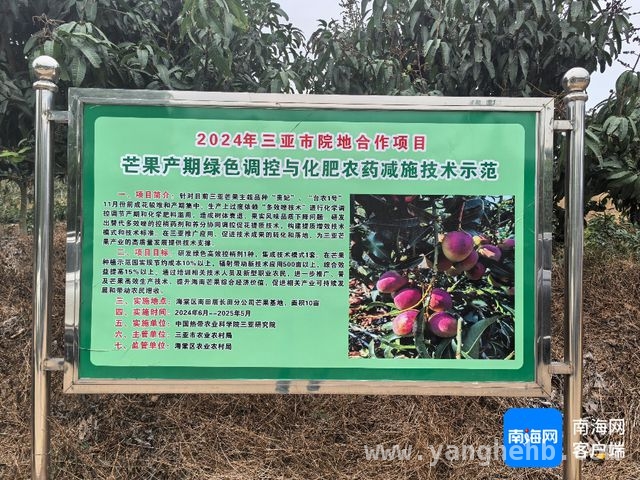 科技赋能，三亚芒果甜出“新高度” 三亚芒果：绿色调控技术解锁品质密码