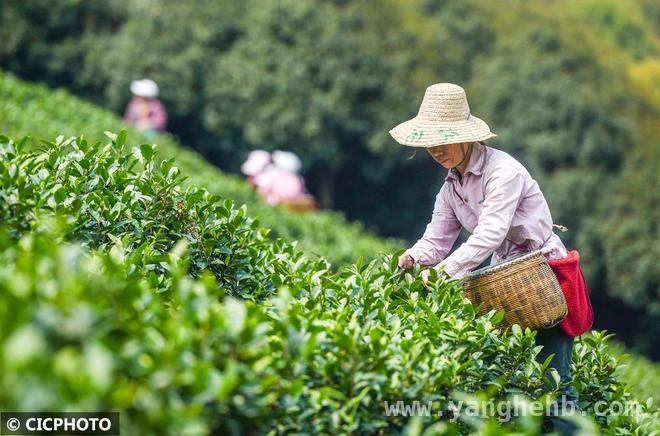 湖南江华：春到茶园，茶农抢抓农时采春茶