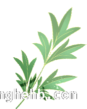 摒弃旧俗，共赴文明绿色清明，清明时节，用文明传承缅怀之情