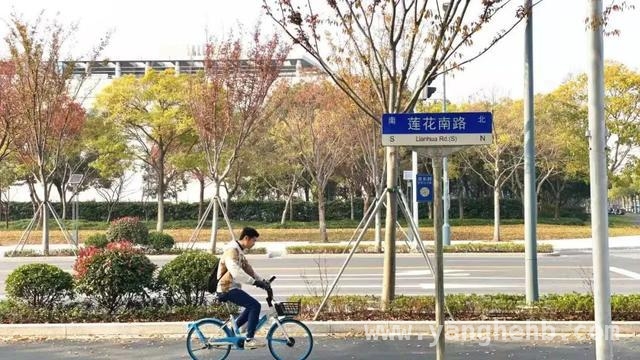 莲花南路：承载历史与希望的闵行动脉 循着莲花南路，发现闵行独特之美