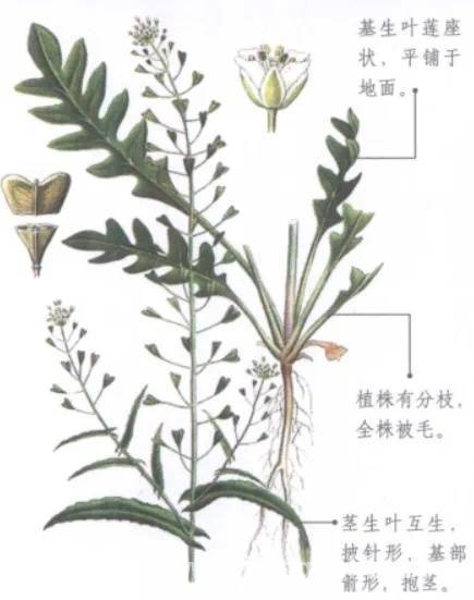 春暖花开摘野菜，安全第一莫轻心