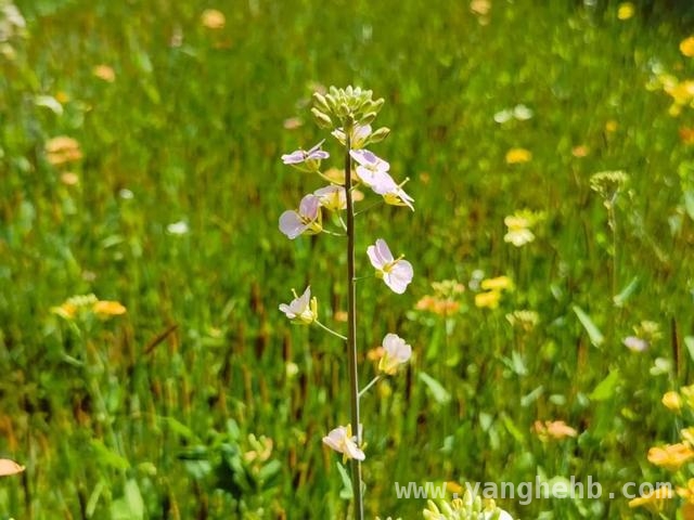 小昆山油菜花盛开：缤纷色彩与文化意涵交织之美