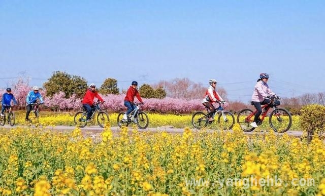 小昆山油菜花盛开：缤纷色彩与文化意涵交织之美