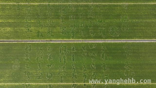 小昆山油菜花盛开：缤纷色彩与文化意涵交织之美