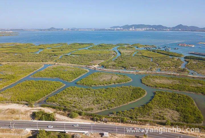 退塘还林，海南红树林绘就绿色生态新画卷