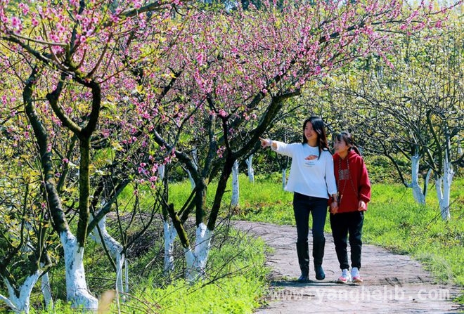 “春色”摄影展开启，共赏山村梨花香