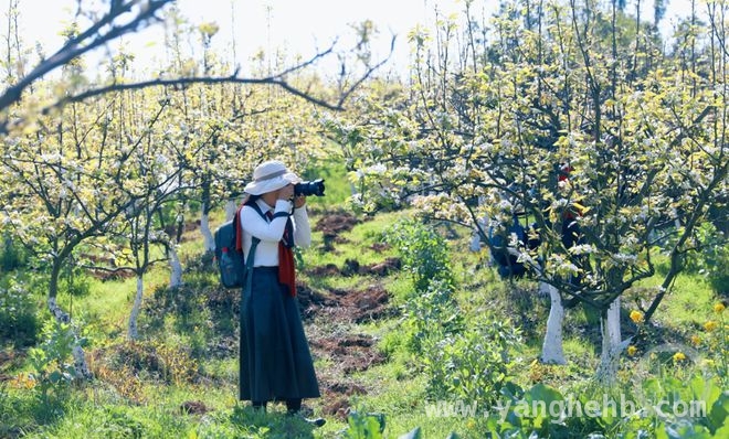 “春色”摄影展开启，共赏山村梨花香