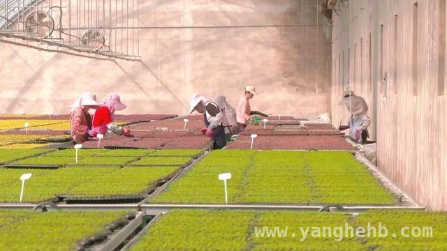 春耕正当时，多地区奏响农业科技与发展协奏曲