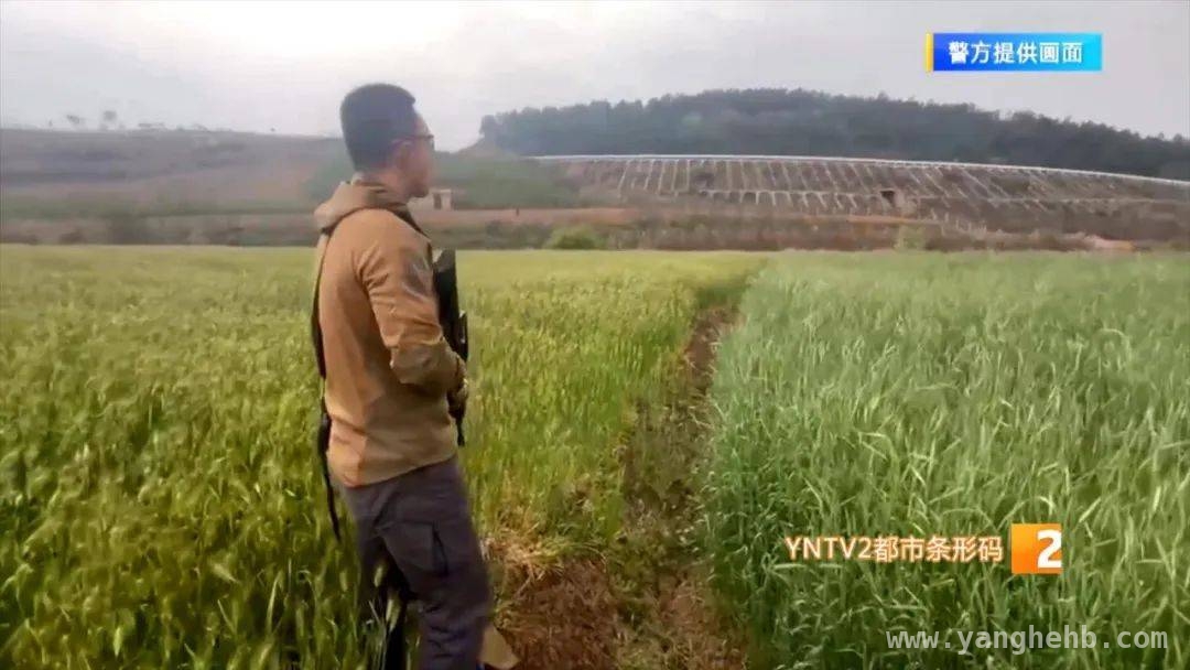 从云南公鹿出逃到辽宁疯牛事件，动物失控危机全解析
