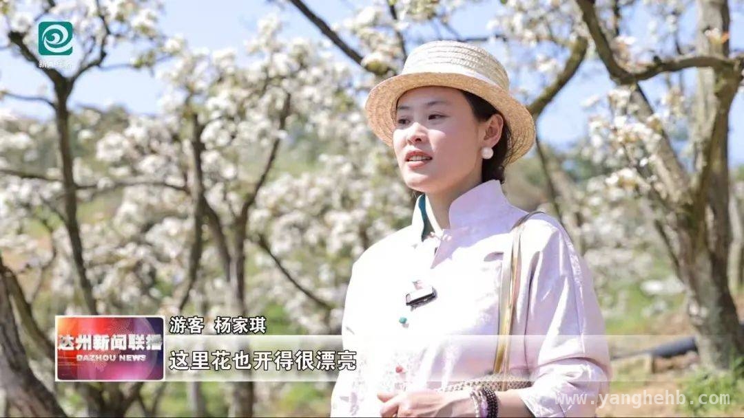 达川区明月江街道：百亩梨园梨花盛开，开启春日浪漫 漫步达川明月江，邂逅600余亩梨花盛景