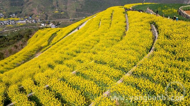 5. 聚焦蛇年春色：上游新闻摄影展征集春日精彩瞬间，2. “春色”摄影展开启，捕捉重庆巫山福田镇的金黄之魅