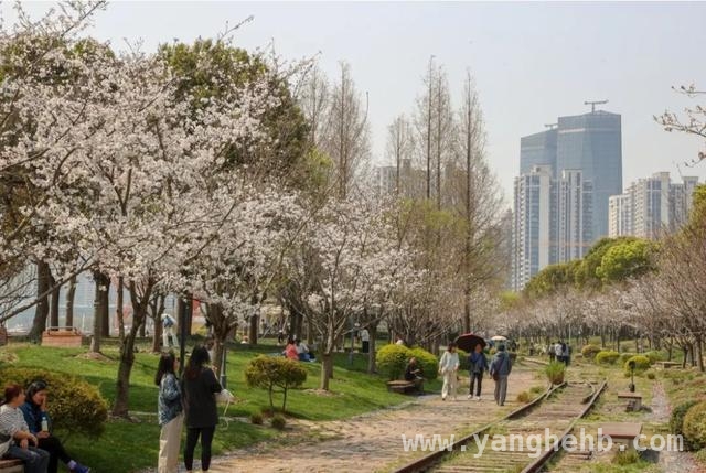 打卡徐汇滨江，开启一场花与艺术的浪漫之旅